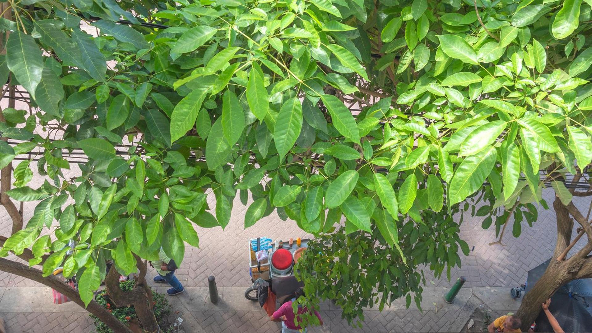 Hostel Dorado Plaza Getsemani Cartagena エクステリア 写真